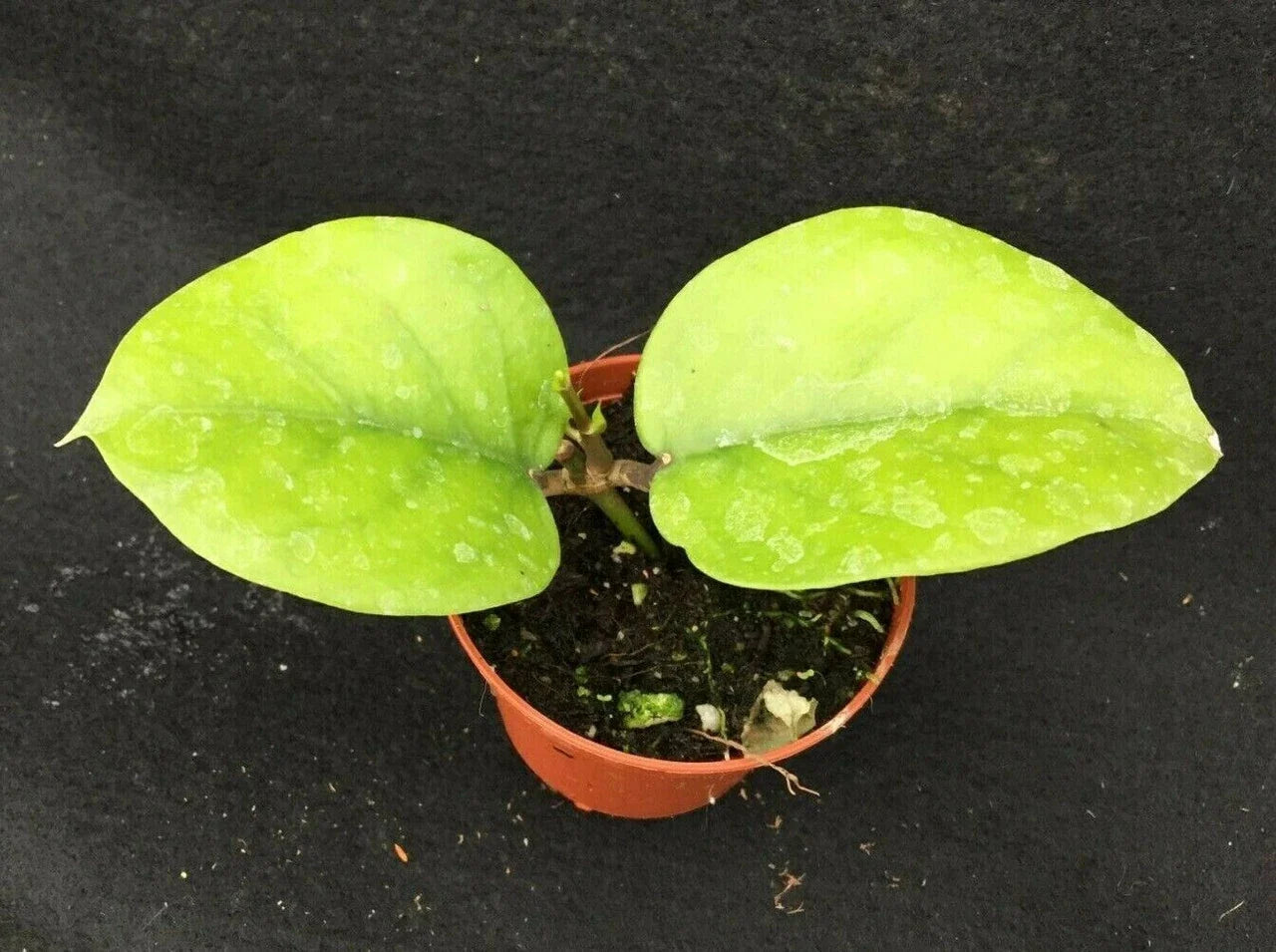 Hoya Cardiophylla Rooted Plant 2.5" Pot Green Foliage Indoor Houseplant, Heart-Shaped Leaves