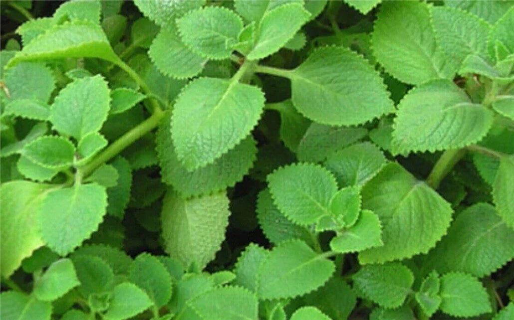Live Mexican Mint Plants, Well Rooted 2 Pack, Hyptis suaveolens, Aromatic Foliage, Culinary Herb, Drought Tolerant, Garden Plant