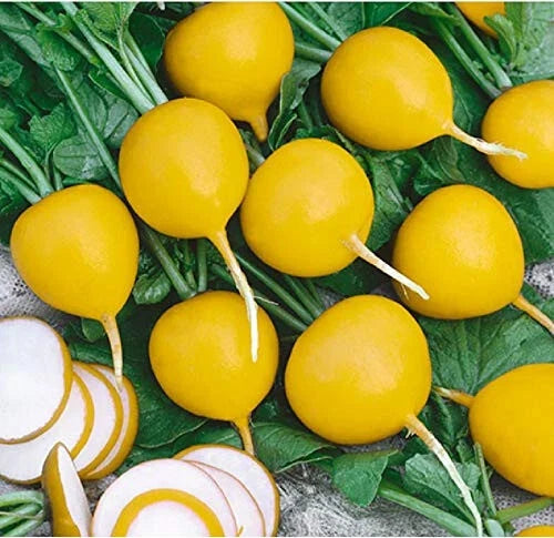 Golden Helios Radish Seeds - 500+ Non-GMO Garden Seeds for Fast-Growing Raphanus sativus in Full Sun