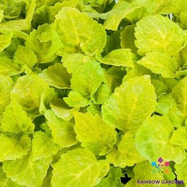 Coleus Seeds - 25+ Fairway Yellow Variety - Vibrant Foliage, Garden Planting - Solenostemon scutellarioides