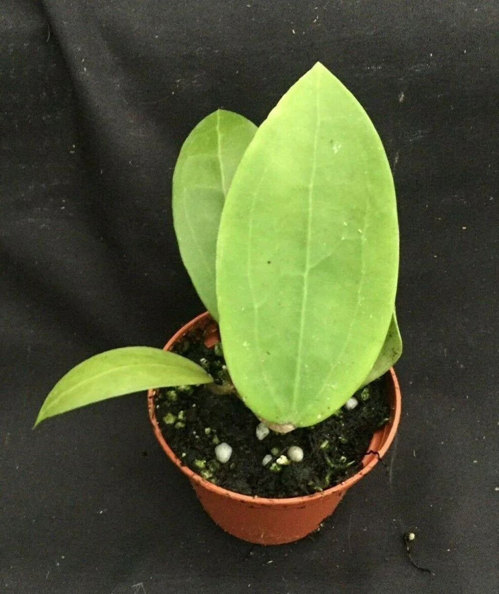 Hoya Parasitica Rooted Houseplant 2.5" Pot, Vining Green Foliage, Low Maintenance Indoor Plant