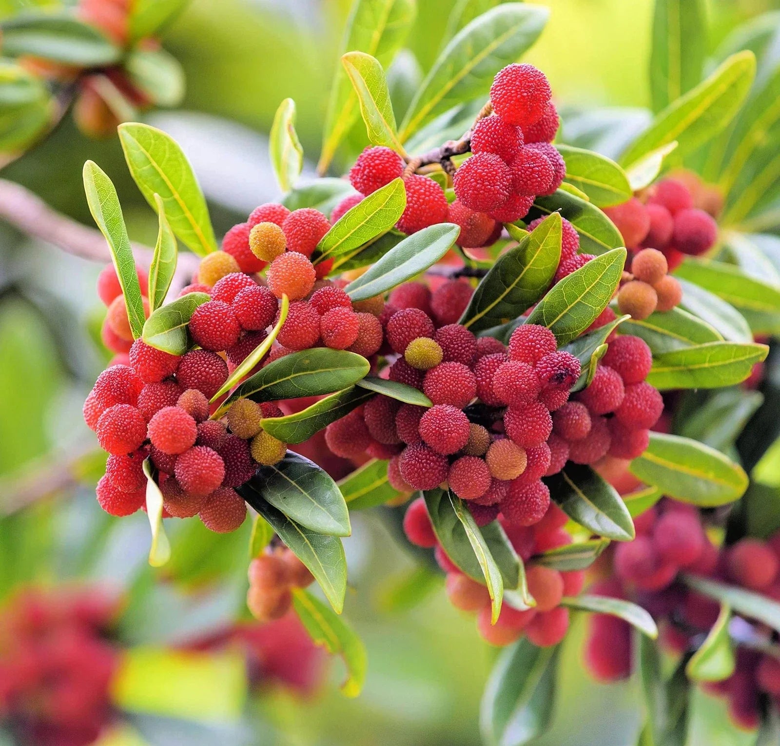 Yumberry Tree Seeds 10 Pack | Exotic Myrica rubra Fruit Seeds for Planting | Garden, Orchard, Landscape