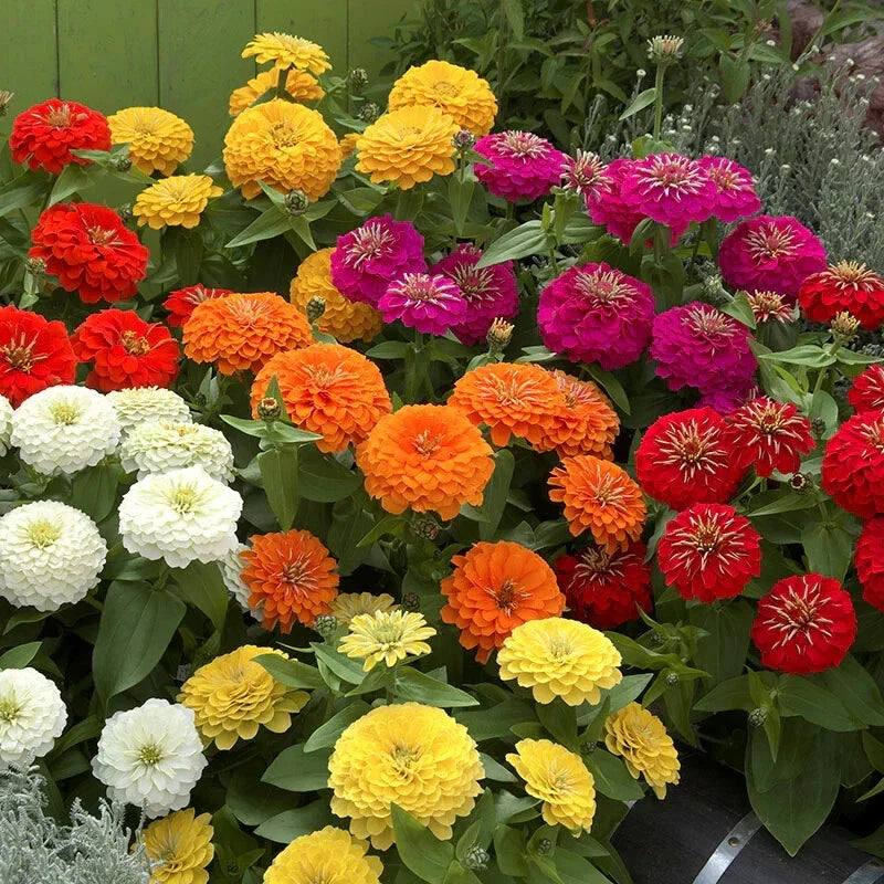 Zinnia Seeds - Preciosa Mix Flower Garden Seeds - Zinnia elegans - Vibrant Colorful Blooms for Borders & Containers
