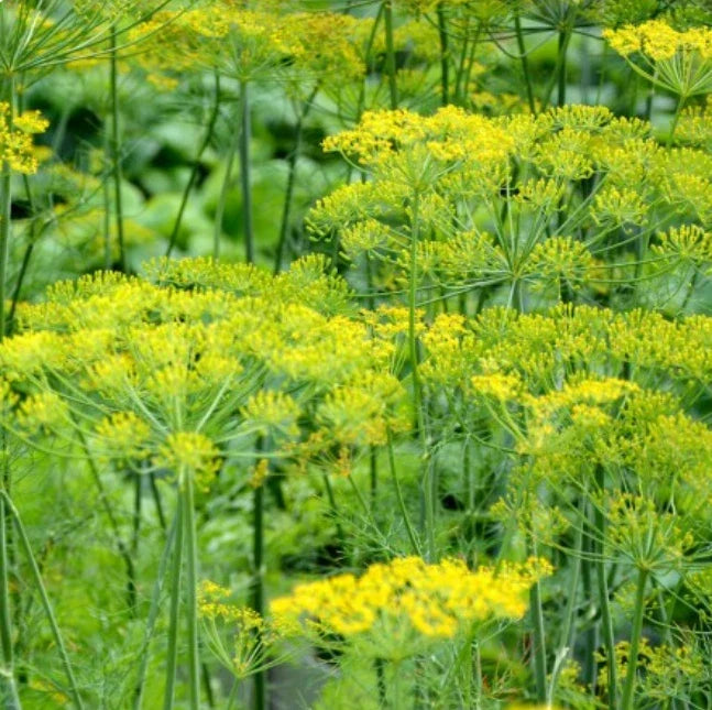 Dill Seeds - 500 Non-GMO Anethum graveolens Herb Seeds for Cooking & Pollinator Gardens