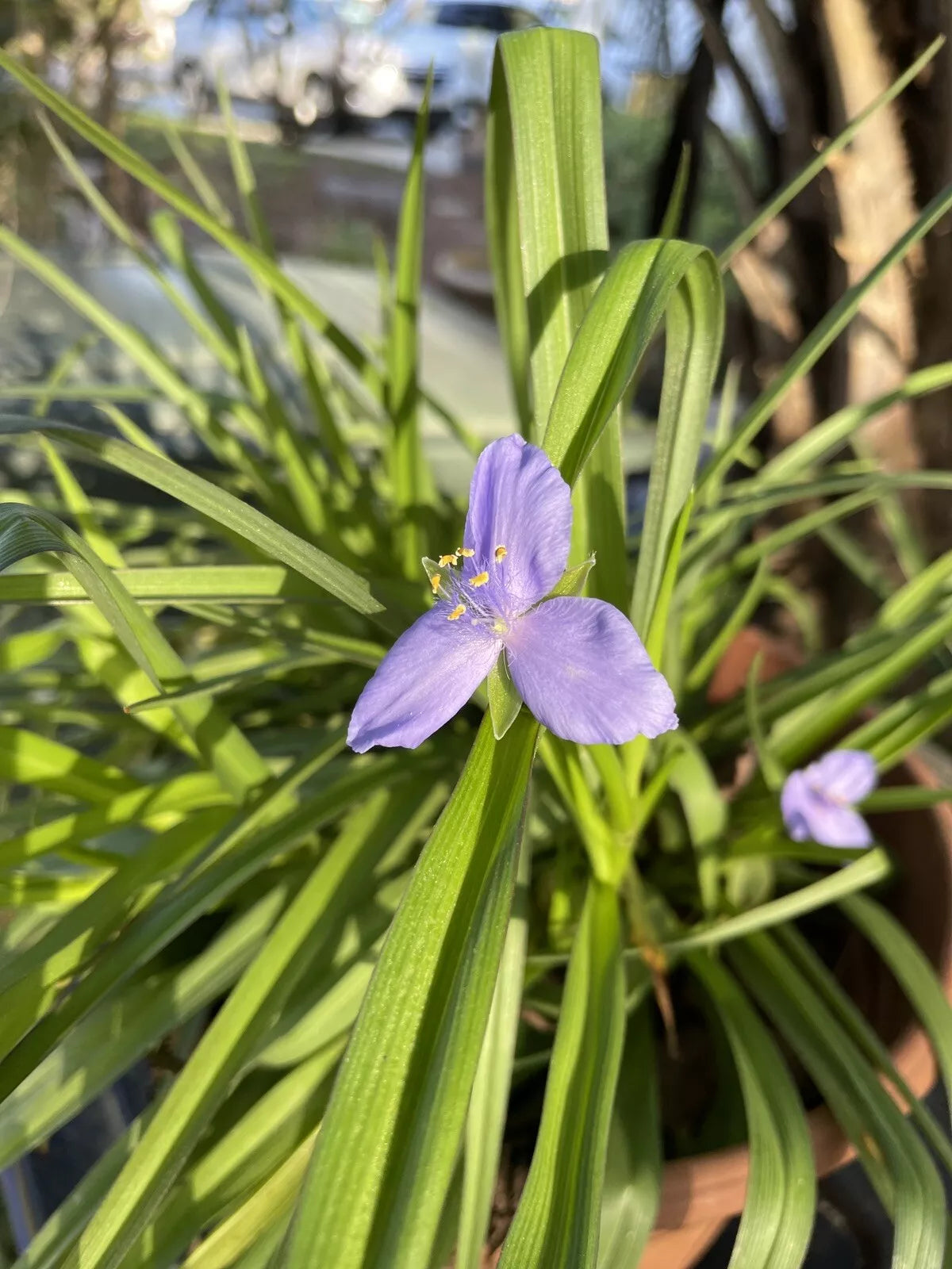 Live Spiderwort Perennial Plants 12"+ Bluejacket Widows Tears Tradescantia Bare Root 5 Plants