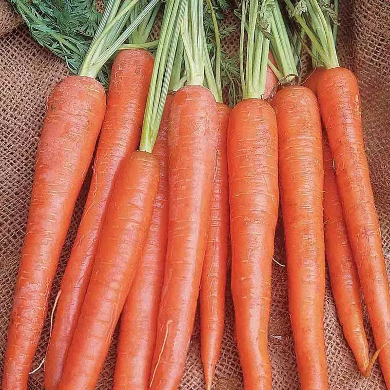 Imperator 58 Carrot Seeds - Heirloom Non-GMO Daucus carota Vegetable Garden Seeds, 1000+ Pack