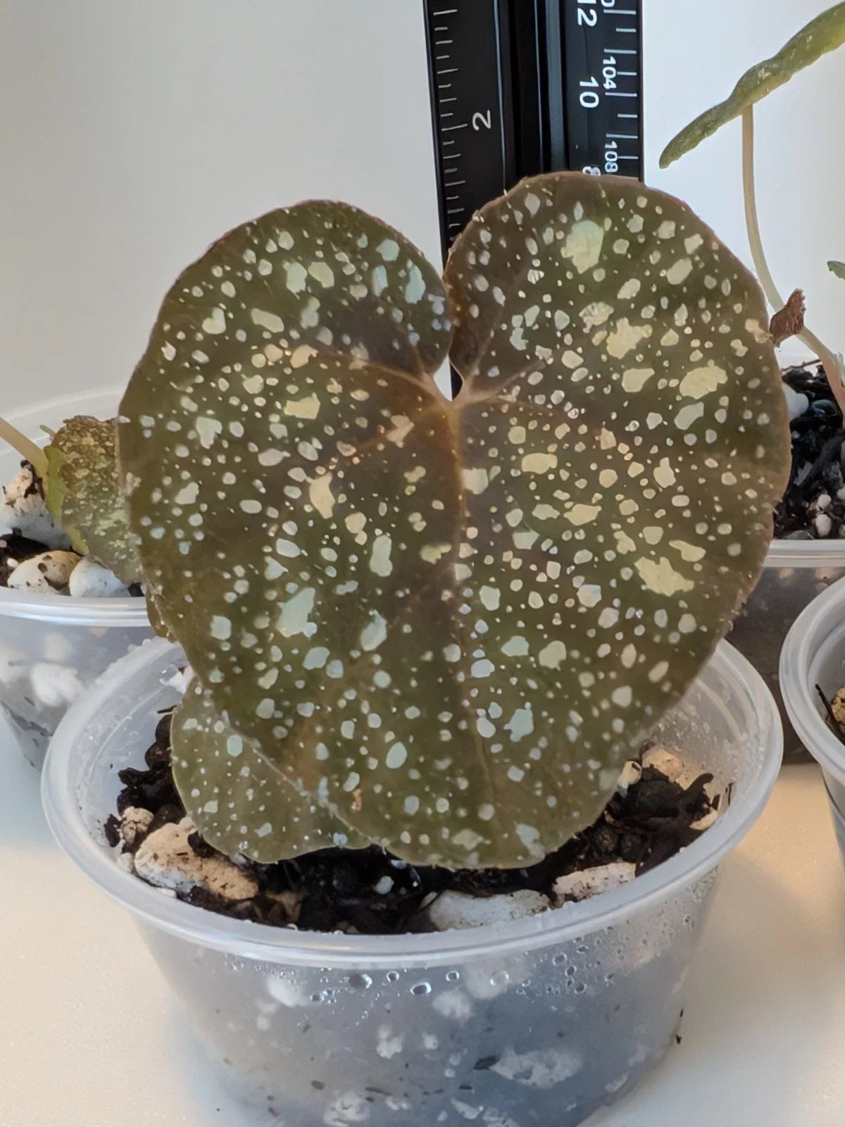 Begonia Plant - 4-Inch Pot - 'Moona' Hybrid Begonia curtisii 'Galaxy' x Begonia variabilis