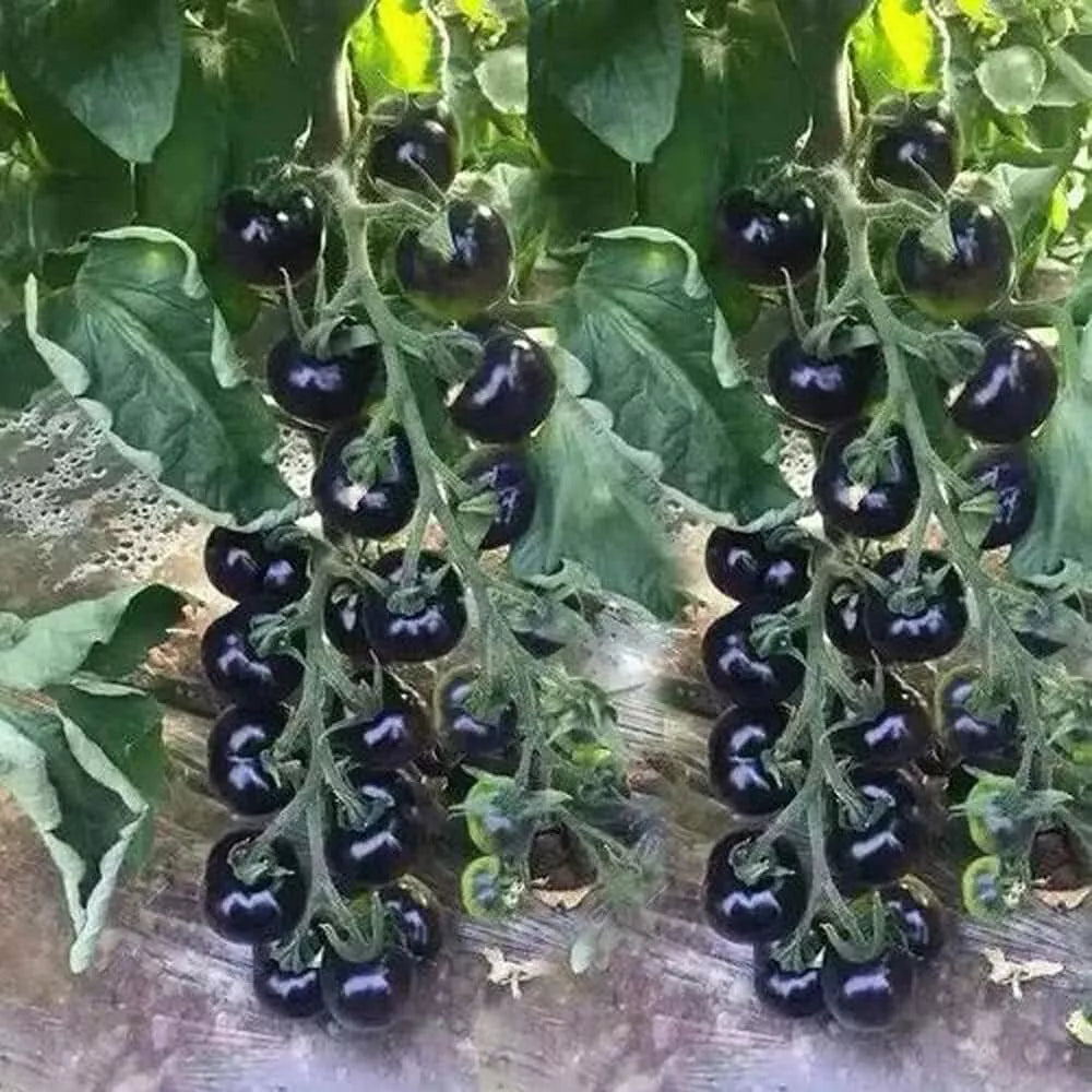 European Black Cherry Tomato Seeds - 100+ Heirloom Non-GMO Sweet Variety