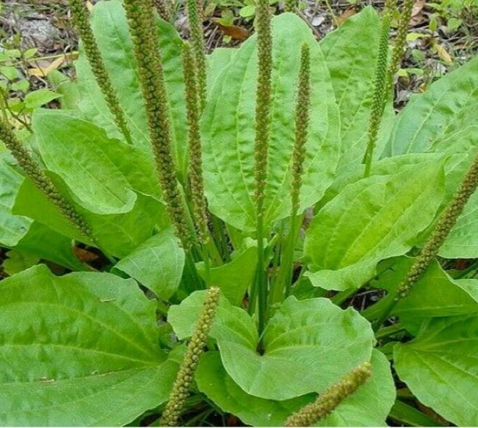 Plantain Seeds 300+ Count - Plantago Major Perennial Herb for Garden and Tea