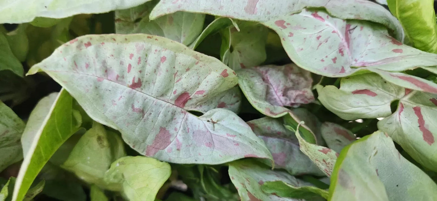 Syngonium Plant Pink Speckled - Arrowhead Vine Philodendron Live Houseplant