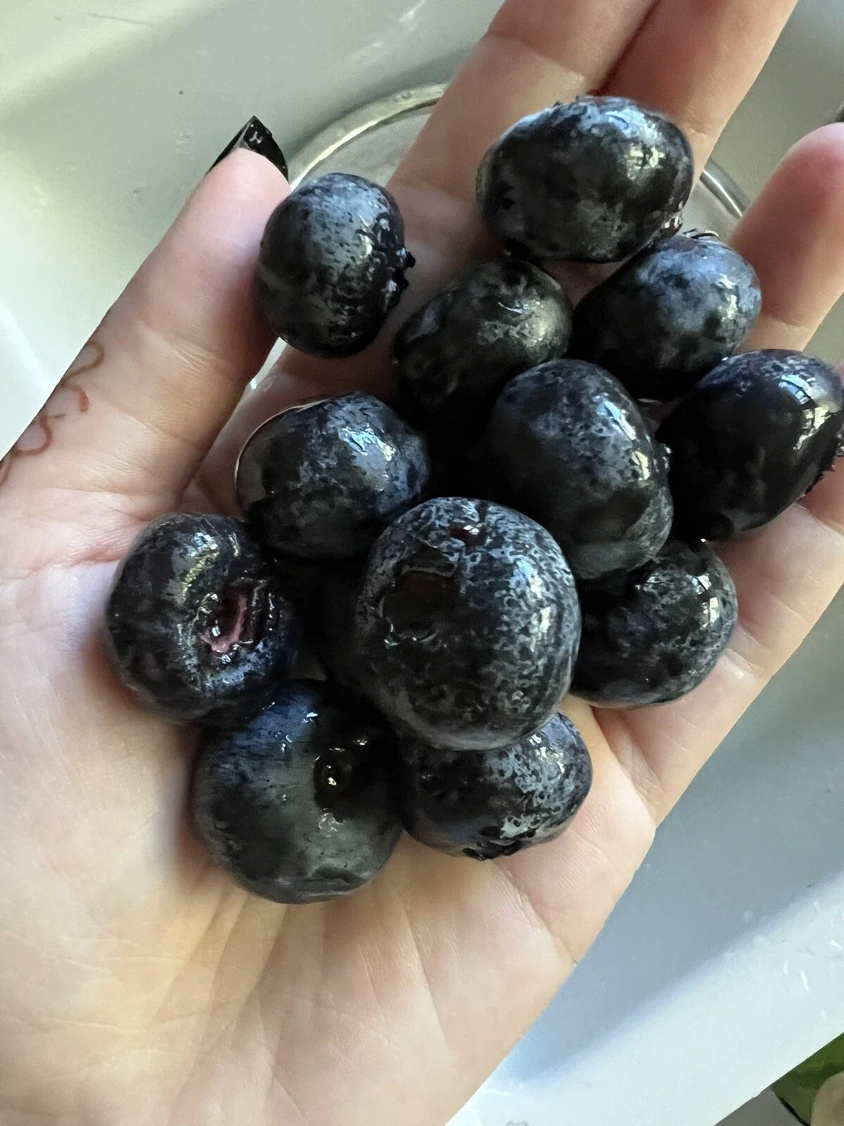 Giant Blueberry Seeds - Organic Edible Fruit Seeds - Vaccinium corymbosum - USA Grown - 50 Pack