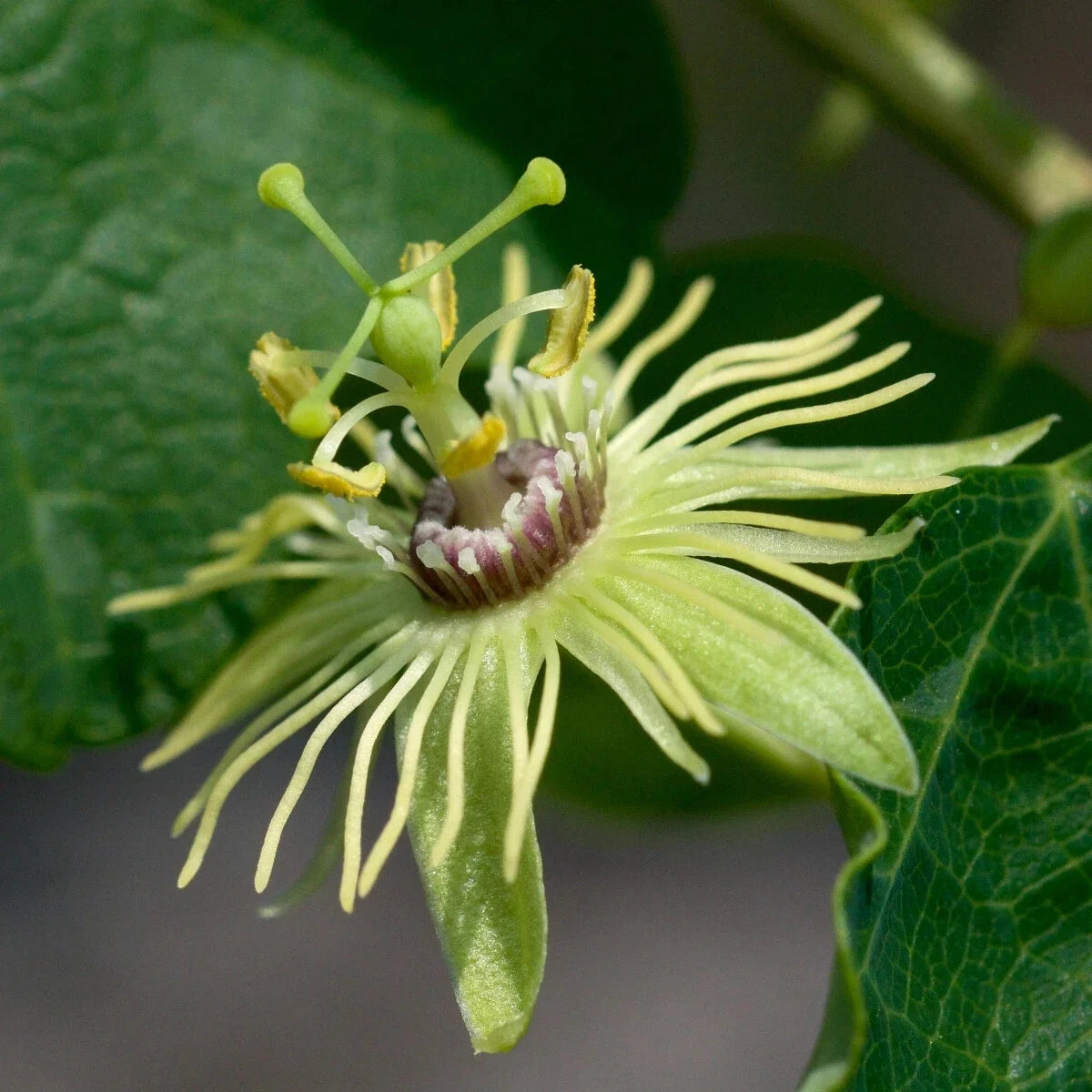 Yellow Passion Flower Vine Starter Plant, Fragrant Passiflora edulis, Climbing Vine for Trellises & Garden Decor, Rooted in 4-inch Pot