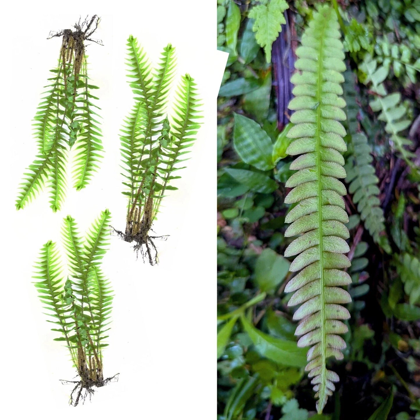 Rare Blechnum Polypodiodes Fern Live Bare Plants x3 - Soft Leaves, Shade Tolerant, 4-Inch