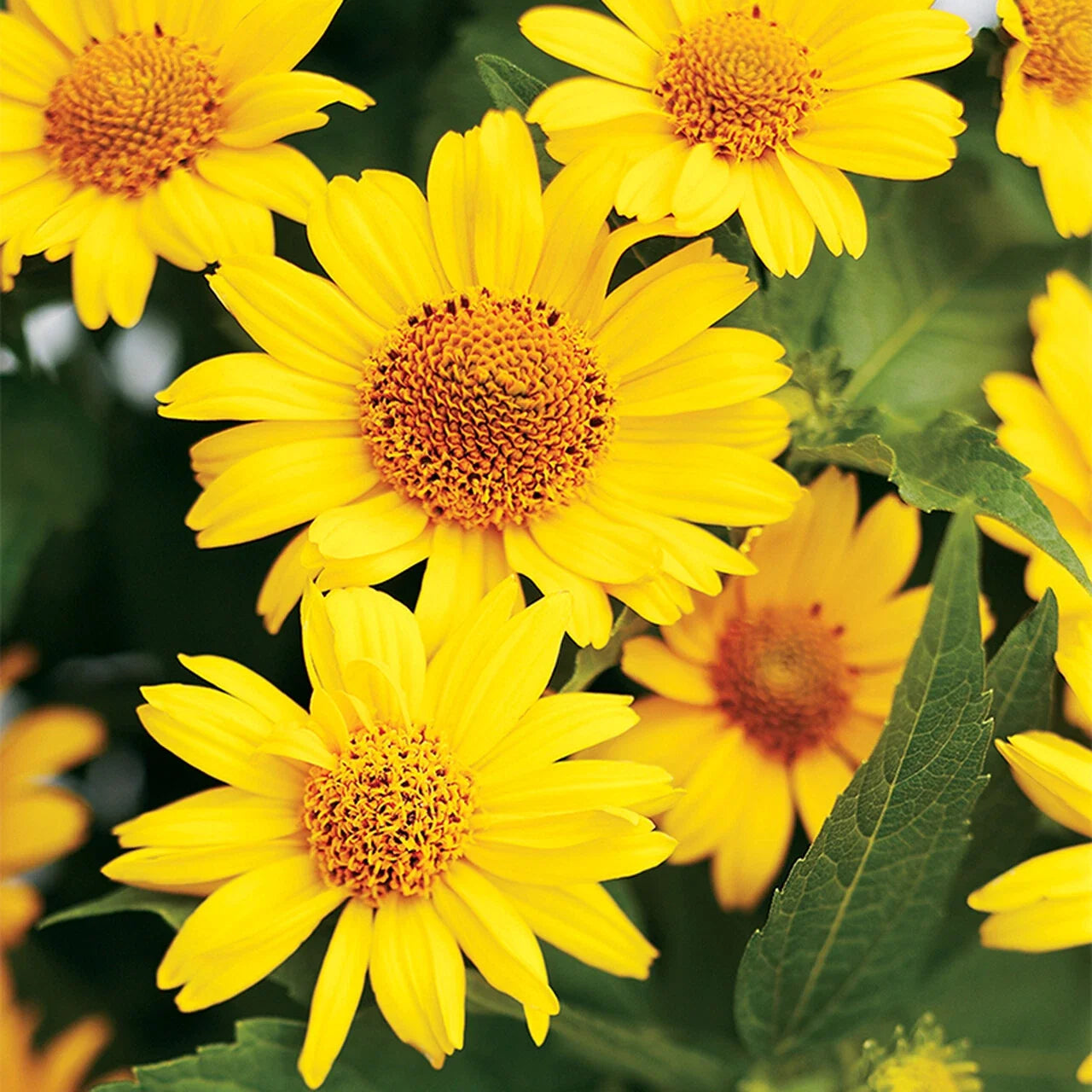 Ox-Eye Sunflower Seeds | Perennial Wildflower Pack | Helianthus radula | Attracts Pollinators, Vibrant Yellow Blooms