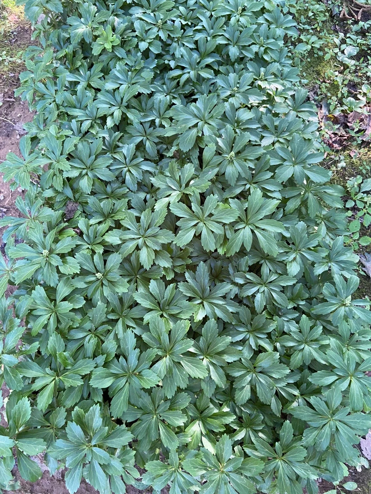 Pachysandra Ground Cover Plants - 100 Bare Root Perennials - Shade Tolerant Evergreen - Pachysandra terminalis