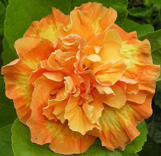 Double Yellow Orange Hibiscus Seeds - 20 Perennial Flower Seeds Hibiscus rosa-sinensis for Garden Beds & Containers