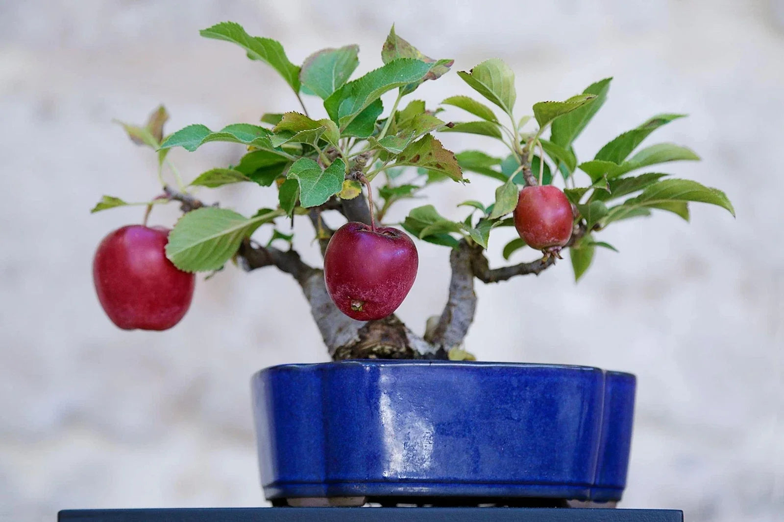 Bonsai Apple Tree Seeds - Indoor Miniature Fruit Tree - Malus domestica - 15 Pack