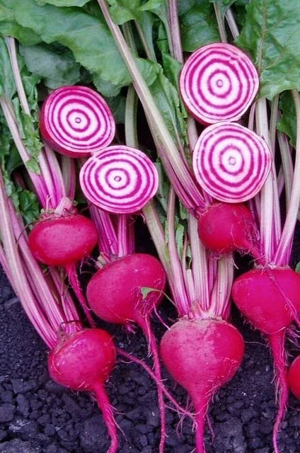 Chioggi Beet Seeds - Organic Non-GMO Candy Stripe Beta vulgaris 200+ Seeds for Home Garden, Salad, and Roasting