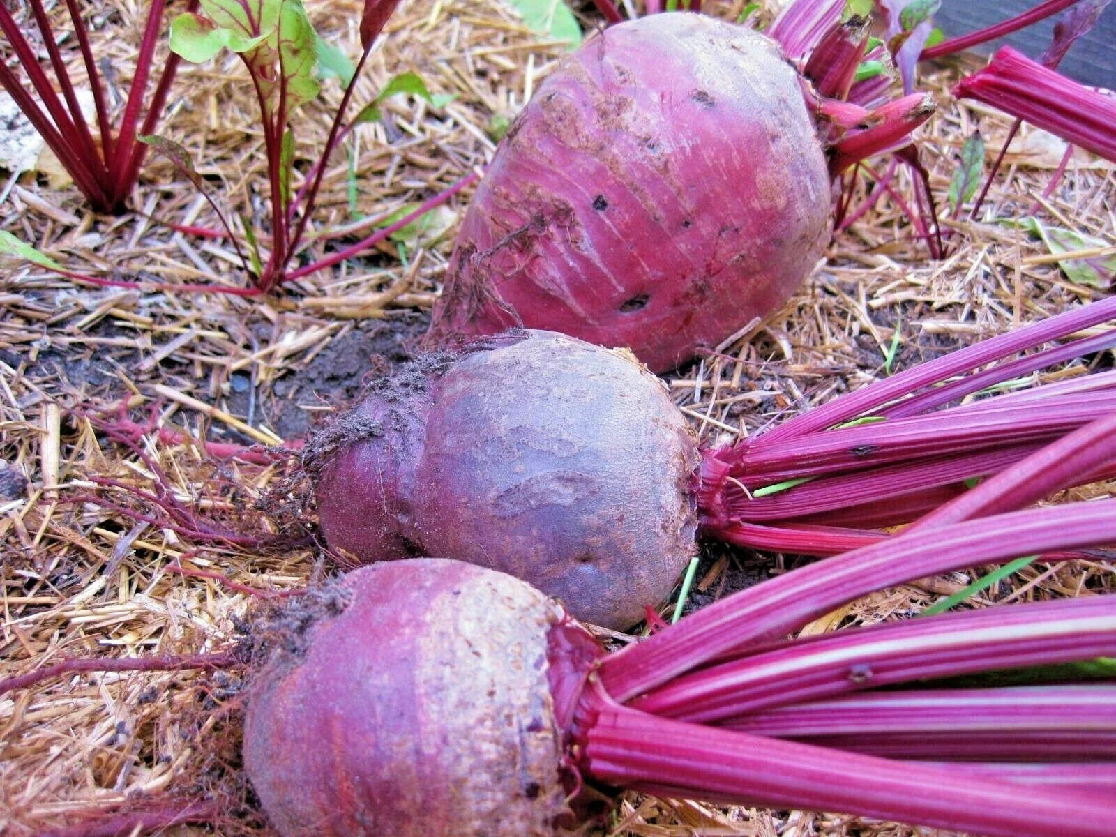 Detroit Dark Red Beet Seeds – Heirloom Beta vulgaris Vegetable Seeds for Garden & Patio, 100+ Seeds