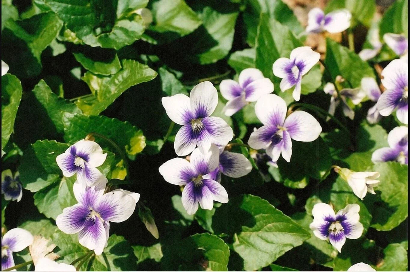 Wild Violet Mix Bare Root Plants - Purple, White, Lavender Viola sororia Perennial for Shade Gardens