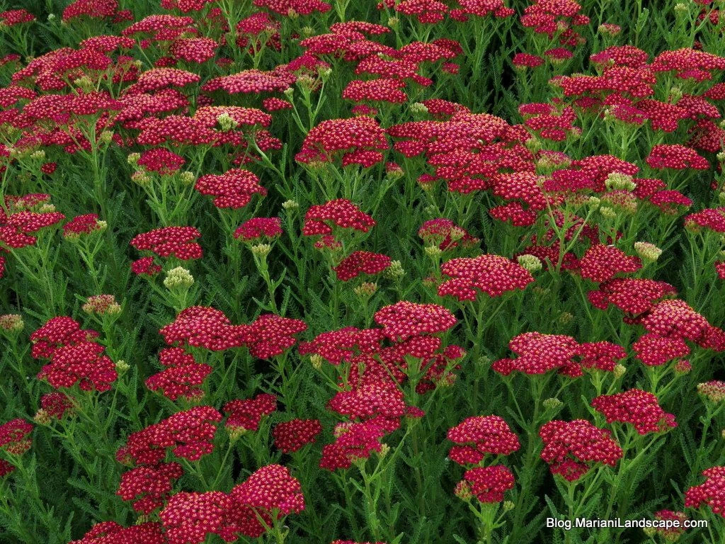 Yarrow Vintage Red Perennial Edible Starter Plants Set of 2 – Achillea millefolium, Hardy, Drought-Tolerant, Pollinator-Friendly