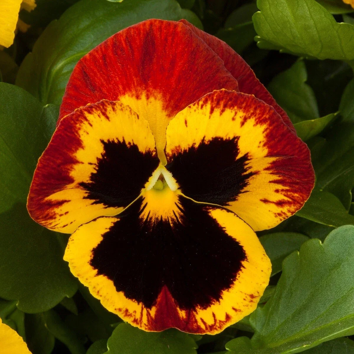 Pansy Seeds - 50 Giant Fire Flower Viola wittrockiana - Bright Red, Orange & Yellow Blooms for Garden & Container