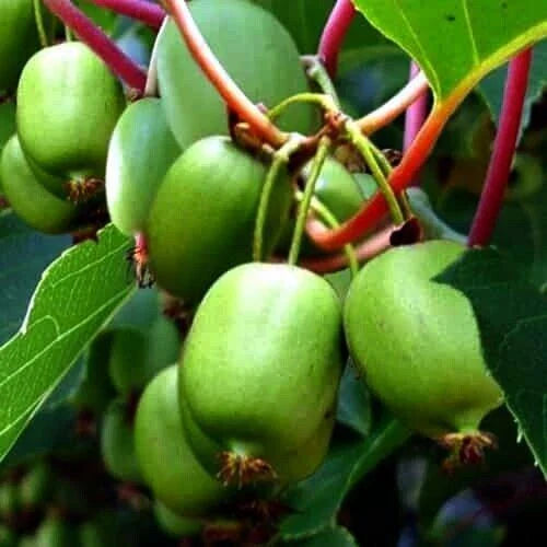 Kiwi Berry Seeds | Cold Hardy Self-Fertile Actinidia Arguta Issai