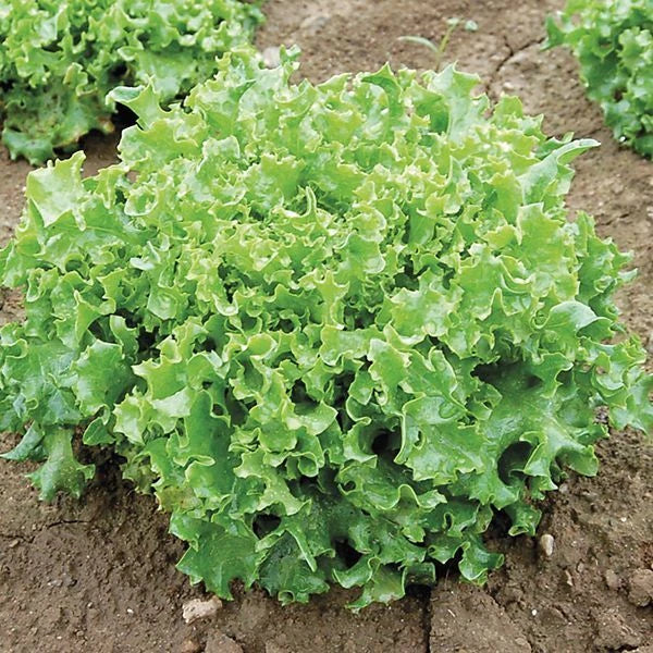 Tango Lettuce Seeds - 500 Count, Frilly Loose Leaf Heirloom Variety, Lactuca sativa, Salad Greens, Non-GMO, Easy to Grow