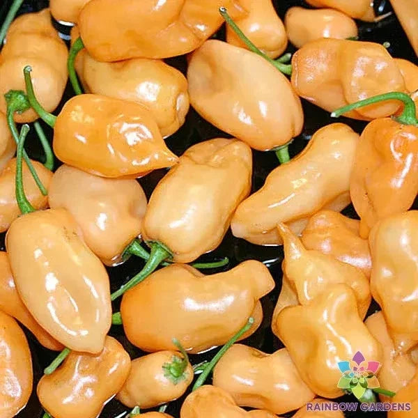Habanero Peach Hot Pepper Seeds - 25+ Non-GMO Heirloom Capsicum chinense for Gardening, Spicy Peppers, Full Sun, USA Grown