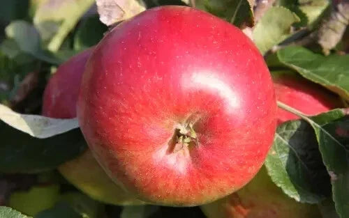 Wealthy Apple Seeds - 25+ Pack for Gardening, Malus domestica, Home Orchard, USA Origin, Fruit Tree Seeds