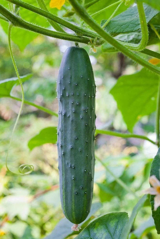Straight Eight Cucumber Seeds - 50+ Heirloom Non-GMO Vegetable Seeds for Home Gardening