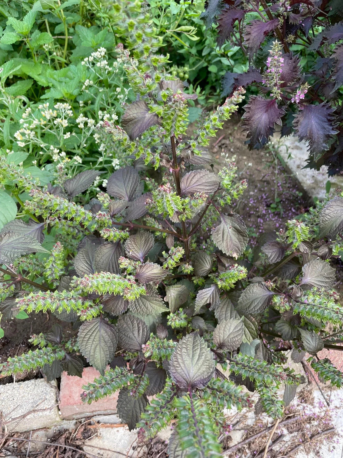 Chinese Shiso Seeds - 100 Red Perilla Herb Seeds for Cooking & Garnishing - Perilla frutescens