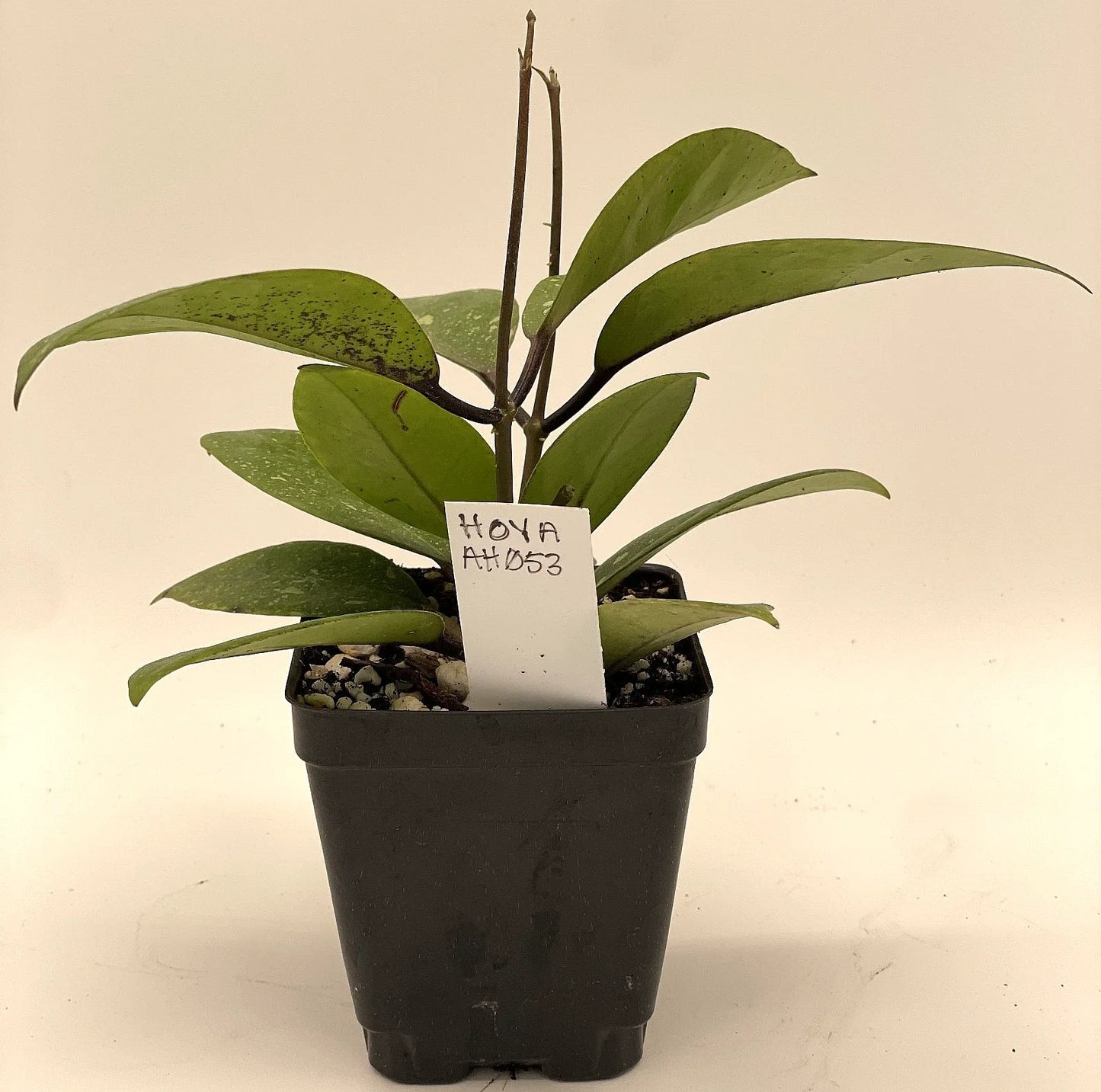 Hoya AH053 Live Plant in 3.5" Pot – Rare Fully Rooted Indoor Houseplant – Vining Hoya spp.