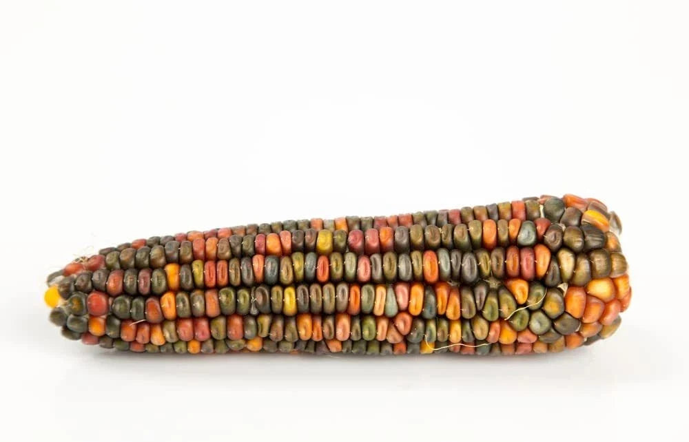Earth Tones Dent Corn Seeds - 50 Pack Heirloom Zea mays for Home Garden, Decorative & Cooking