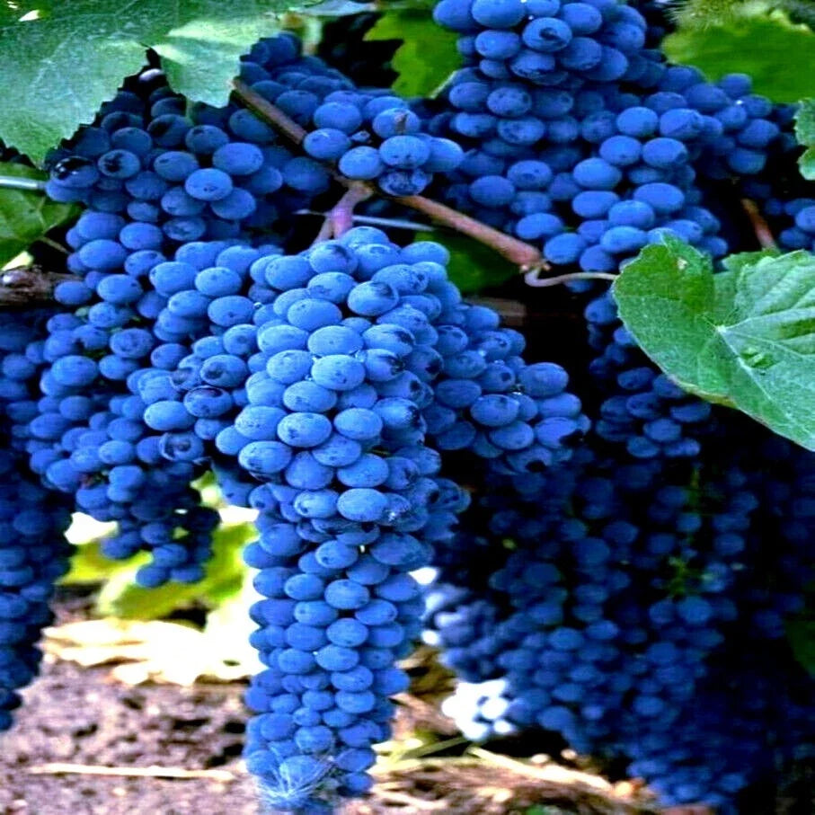 20 Wine Grape Seeds Vitis vinifera Climbing Vine for Home Garden, Fruit, Edible Landscape