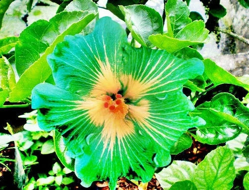 Hibiscus Seeds - 20 Pack - Green Yellow Perennial Flower - Hibiscus rosa-sinensis for Garden Beds & Containers