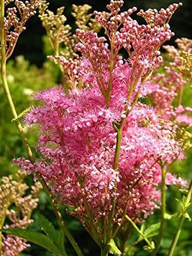 Queen of The Prairie Seeds - 40 Count Pink Meadowsweet Filipendula Rubra Flower for Garden, Wildflower, Border, Naturalized Areas
