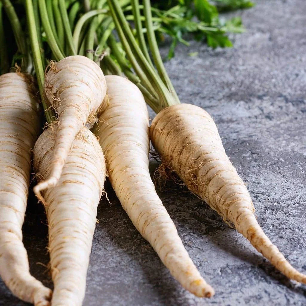 Hollow Crown Parsnip Seeds - Organic Heirloom Pastinaca sativa Vegetable Seeds - 200+ Seeds for Home Gardening