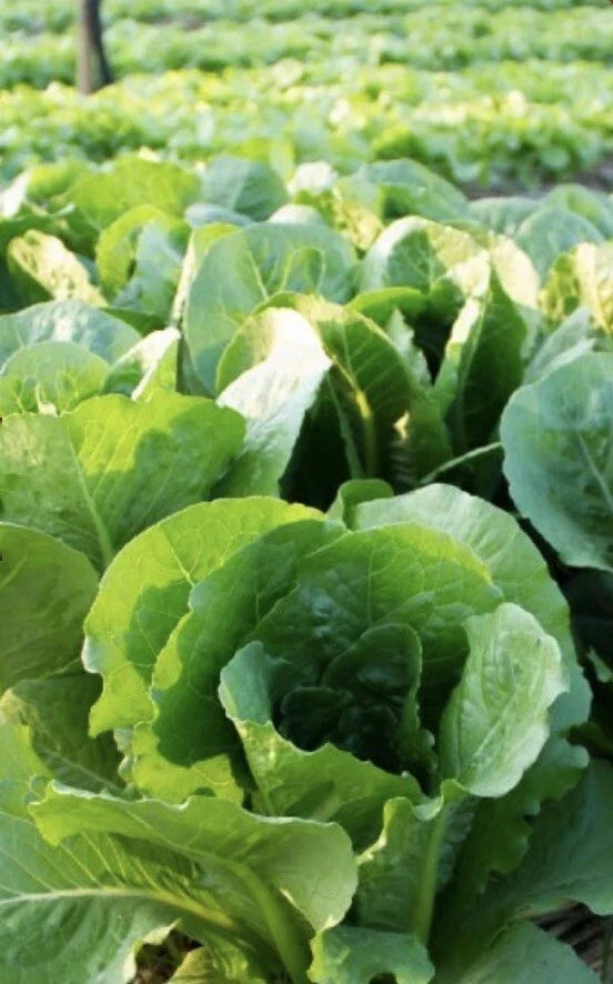 Bibb Butterhead Lettuce Seeds Non-GMO Heirloom Lactuca sativa Bulk Pack 2000 Seeds