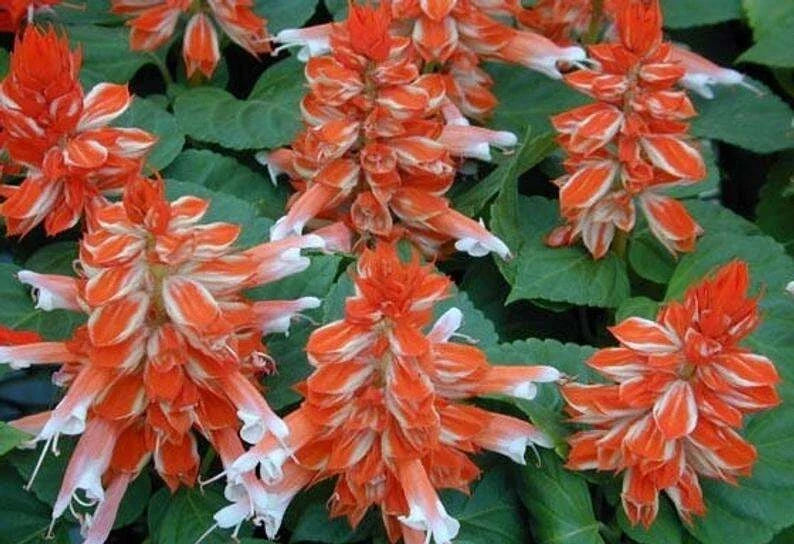 Orange White Salvia Seeds - Perennial Hummingbird Flowers - Salvia splendens - 50 Seeds for Garden Beds & Containers