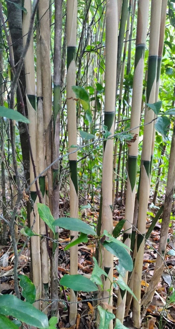3 Pieces Live Pseudosasa Amabilis Rhizome Bamboo Tea Stick Plants – 10" Clumping Bamboo for Garden or Indoor Use