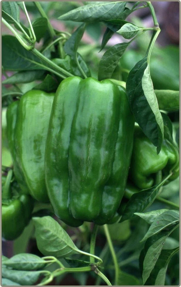 Big Bertha Sweet Pepper Seeds - 25 Non-GMO Heirloom Capsicum annuum for Large, Flavorful Peppers