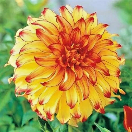 Dahlia 'Lady Darlene' Live Bulb Tuber - Yellow Red Blooms, Perennial Flower Plant for Garden & Containers