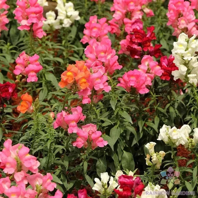 Snapdragon Seeds - 1000+ Magic Carpet Mix - Antirrhinum majus Garden Flower Seeds for Borders & Containers