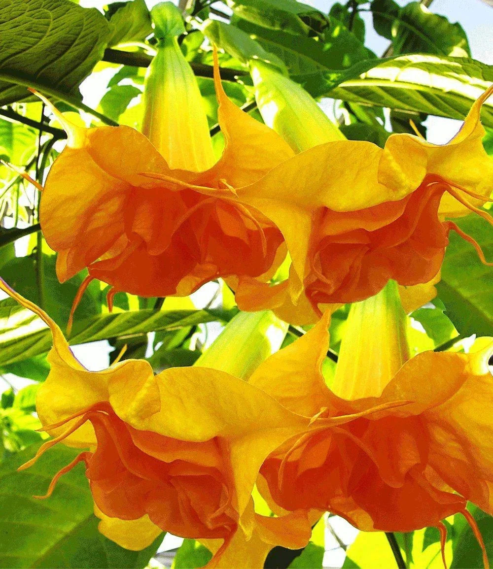 Angel Trumpet Seeds - 10 Bright Yellow Orange Flowers - Brugmansia spp.