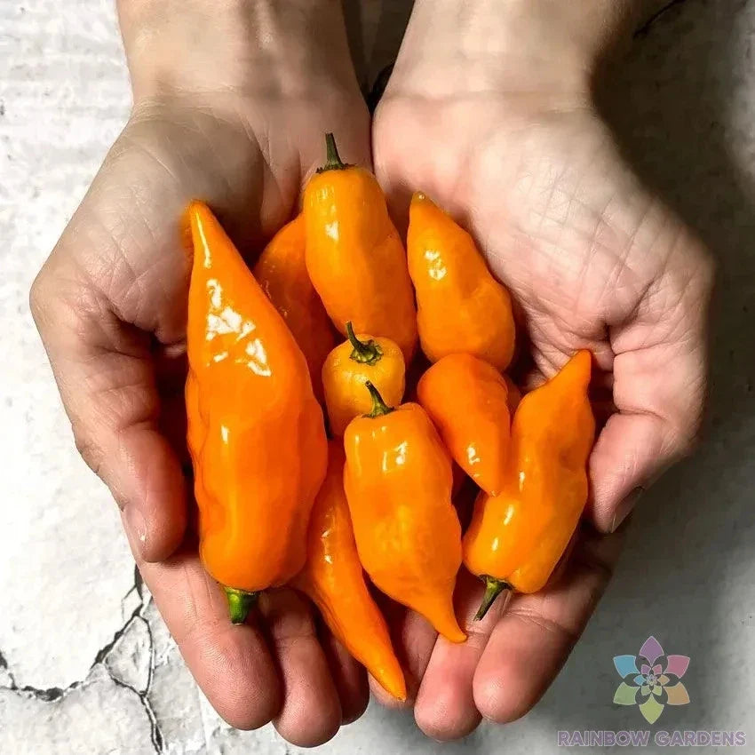 Habanada Sweet Pepper Seeds - 25+ Pack, Capsicum baccatum, Non-GMO, Open-Pollinated, Garden Planting, Yellow to Orange Fruit