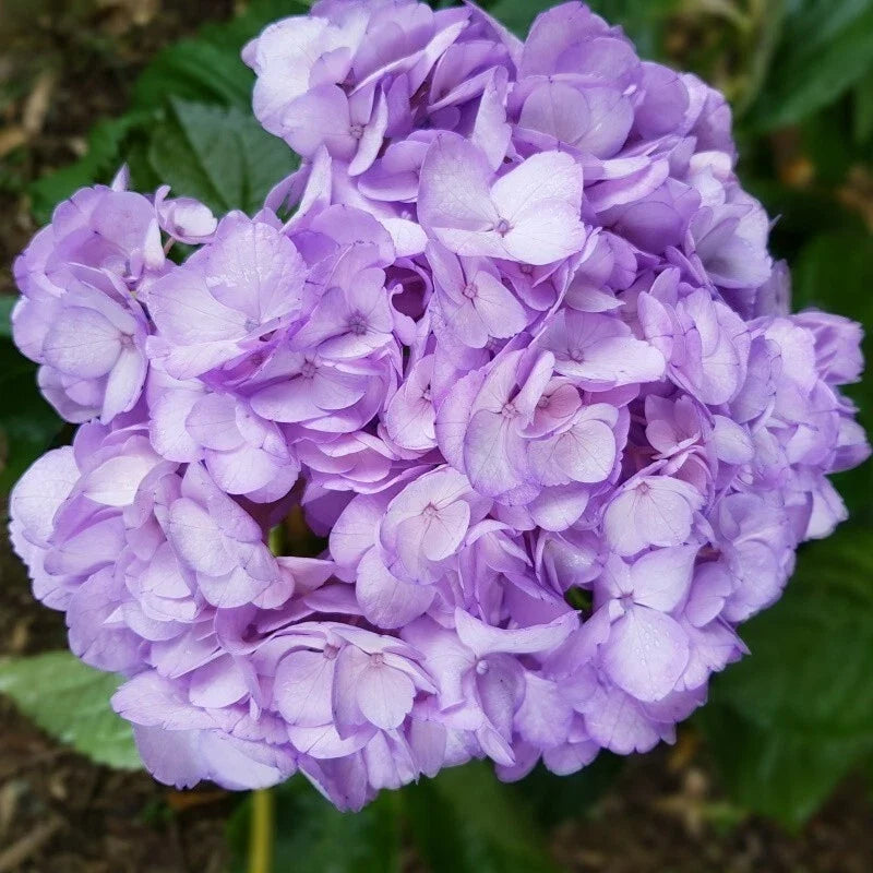 Light Purple Hydrangea Seeds - 5 Perennial Garden Seeds - Hydrangea macrophylla for Borders & Containers
