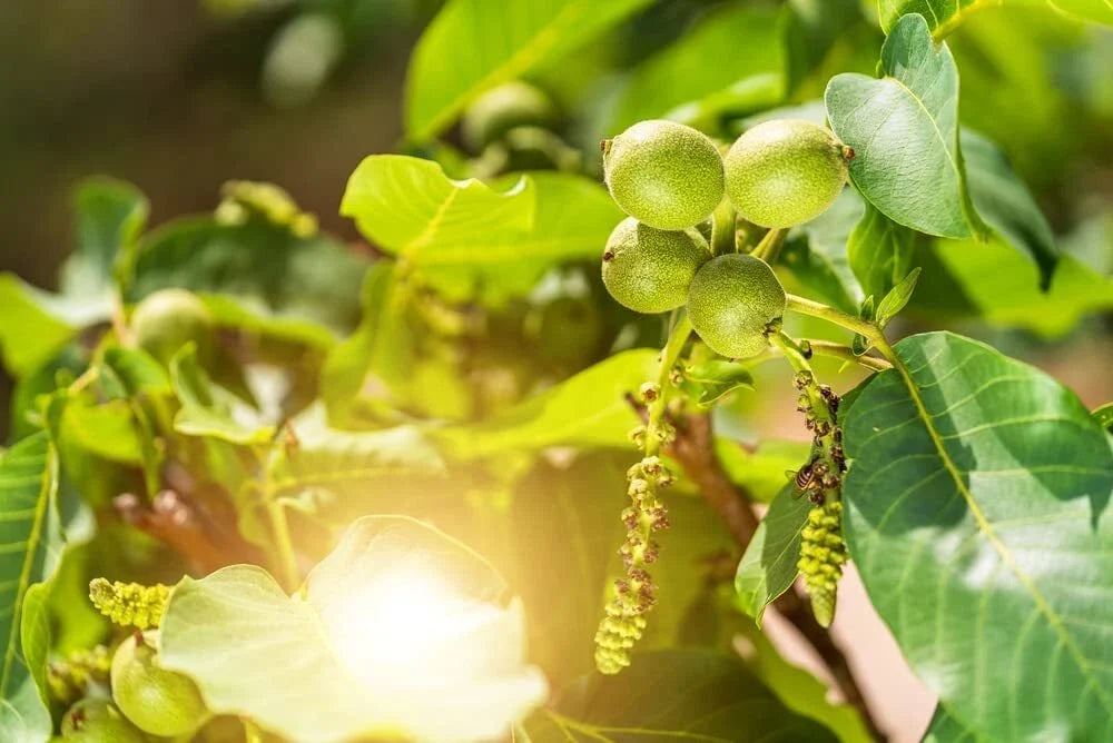 Jupiter's Acorn Tree Seeds - Dwarf Walnut Juglans regia - Compact Growth for Small Gardens