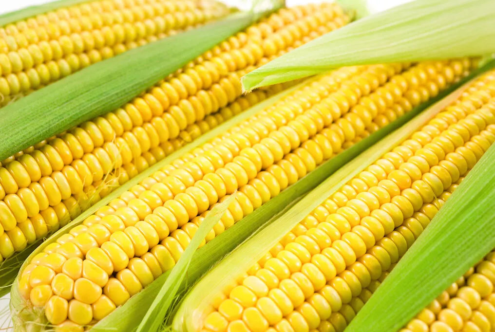Sweet Corn Seeds - Jubilee Variety, Non-GMO, Heirloom, High Yield Zea mays, Fresh Seed Packet