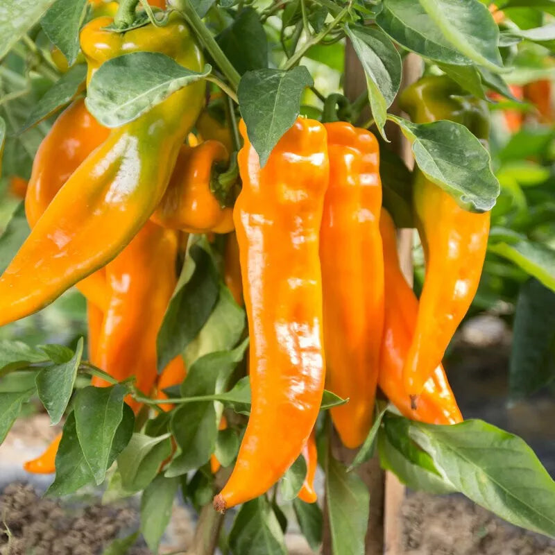 Golden Treasure Sweet F1 Pepper Seeds - Non-GMO Capsicum annuum Yellow Peppers for Frying & Fresh Eating, 30 Seeds